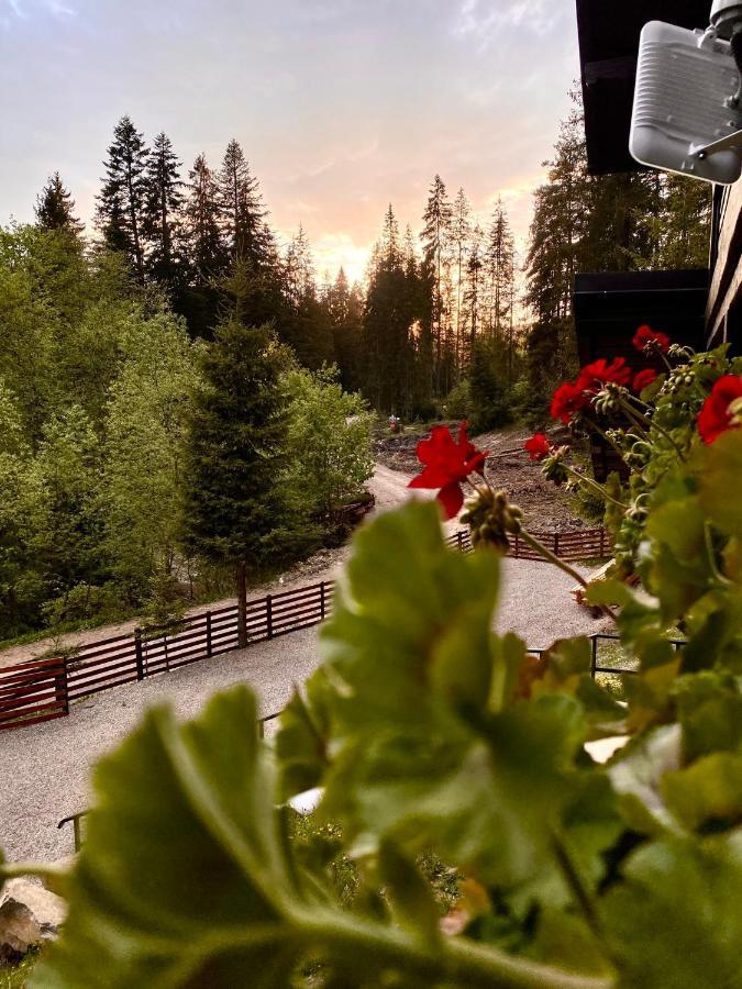 Roua Bucovinei Villa Sadova  Buitenkant foto